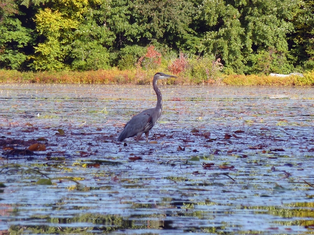 640 rocky pond great blue heron
